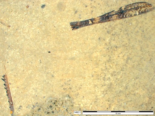 Genus sp