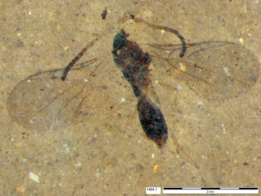 Diapriidae