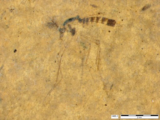 Chaoboridae