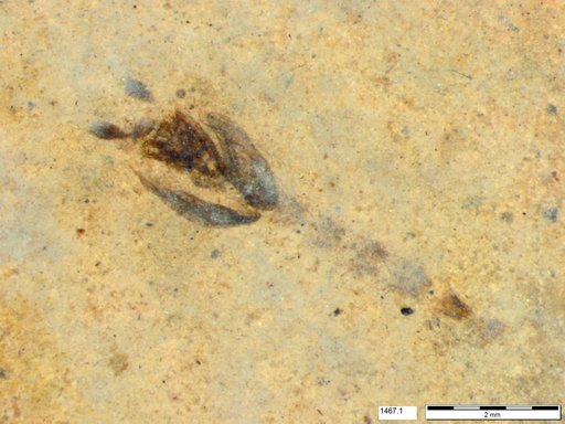 Diptera