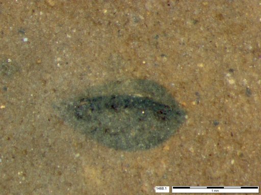Tracheophyta