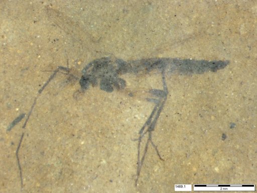 Genus sp