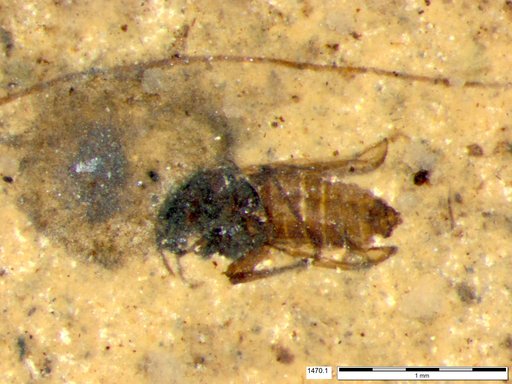 Diptera