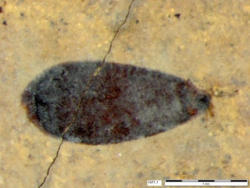 Tracheophyta