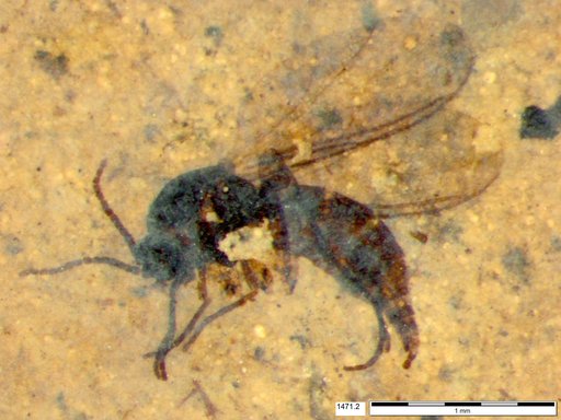 Sciaridae