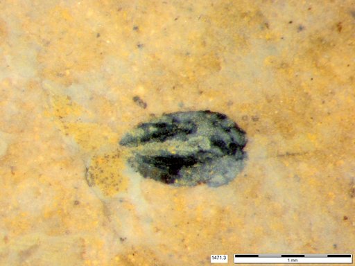 Tracheophyta