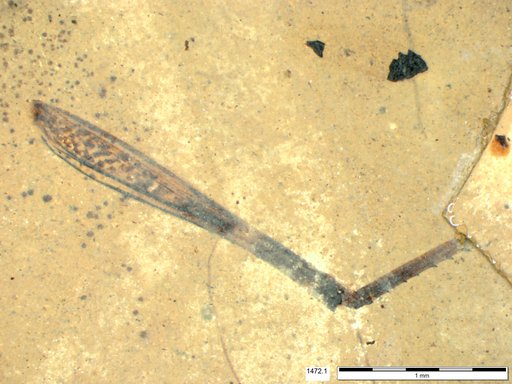 Genus sp
