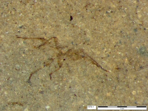 Genus sp