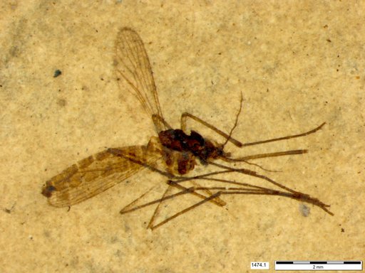 Genus sp