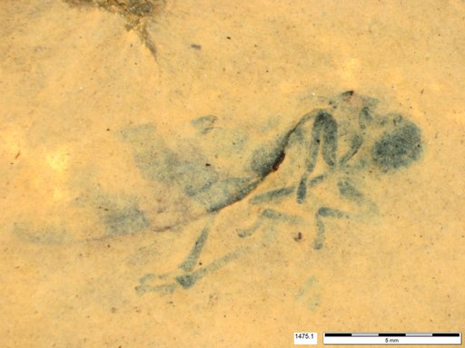 Insecta