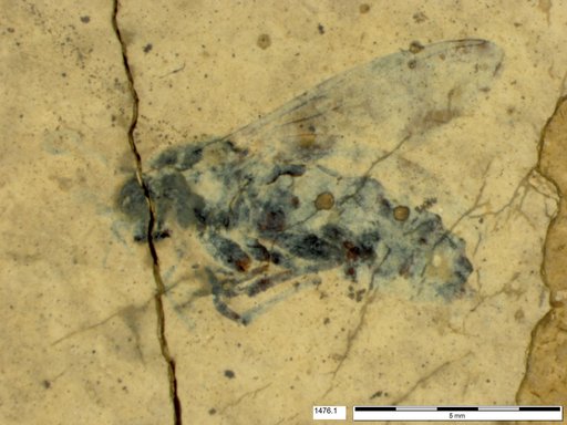 Diptera