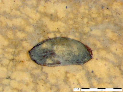 Tracheophyta