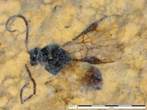 Braconidae