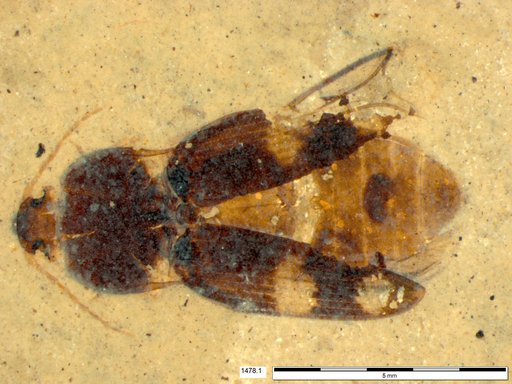 Elateridae