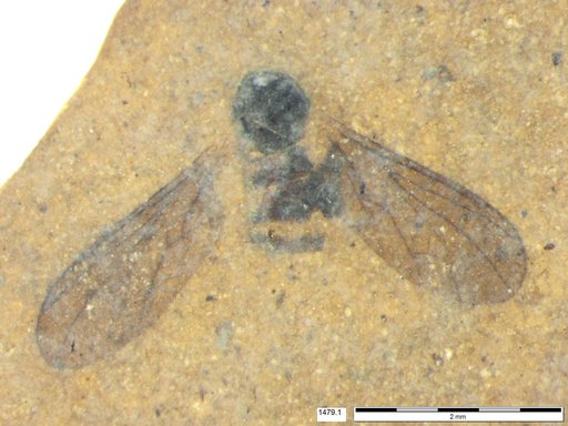 Diptera