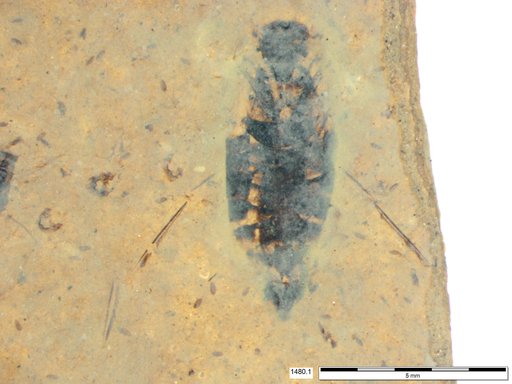 Corixidae