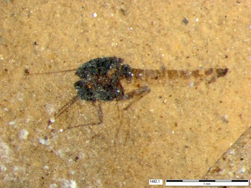Diptera