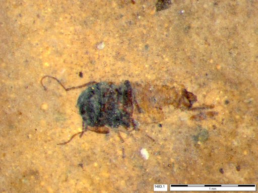 Diptera