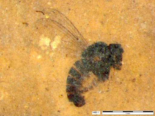 Diptera