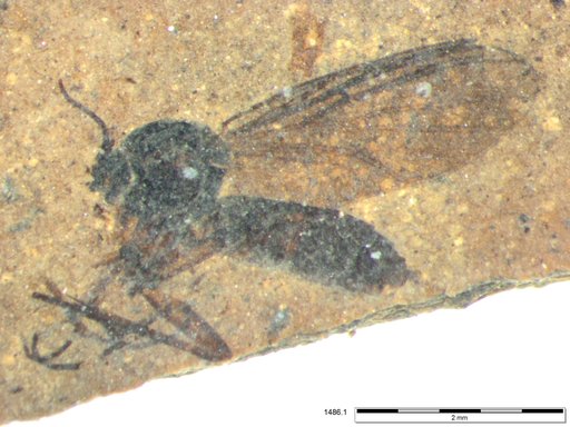 Diptera