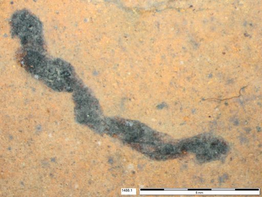 Genus sp