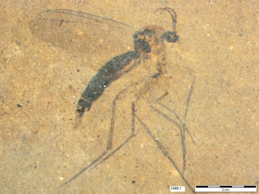 Mycetophilidae