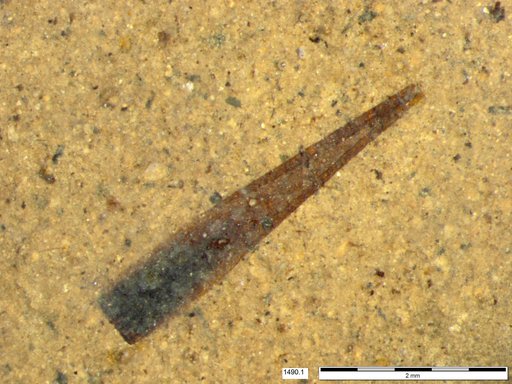 Tracheophyta