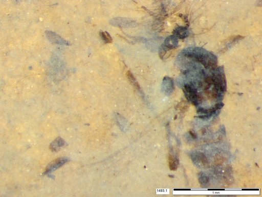 Chaoboridae