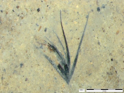 Tracheophyta