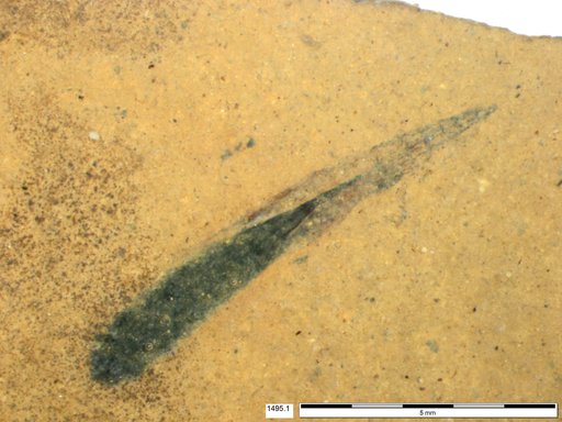 Tracheophyta