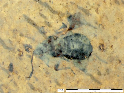 Genus sp
