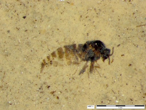 Diptera