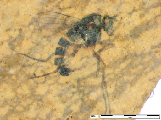 Genus sp.