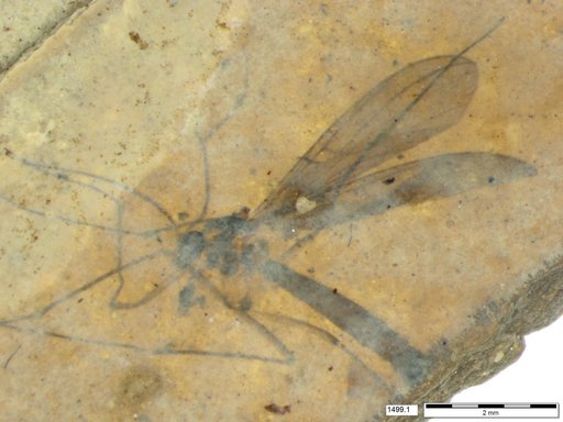 Diptera