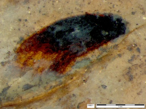 Tracheophyta