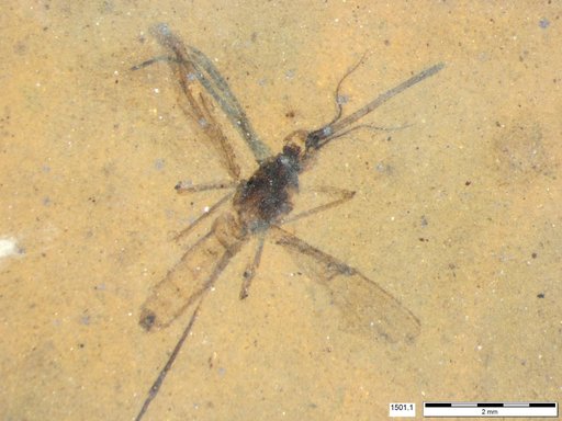 Genus sp