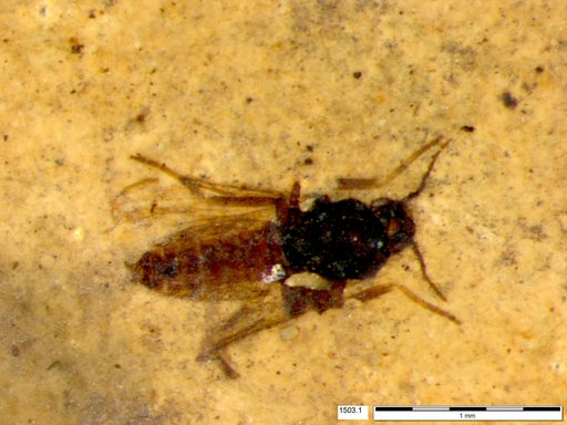 Diptera