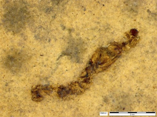Genus sp