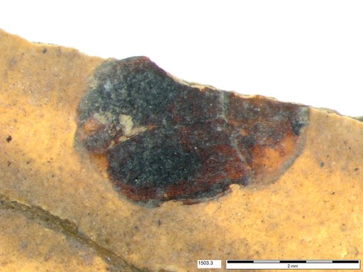 Chrysomelidae