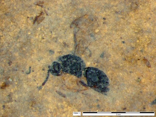 Genus sp