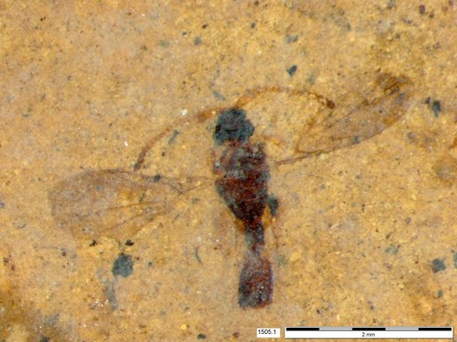 Diapriidae