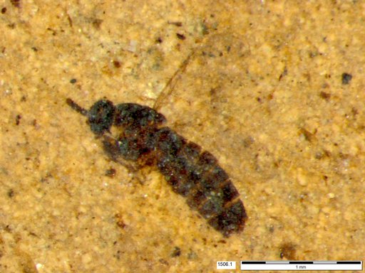 Diptera