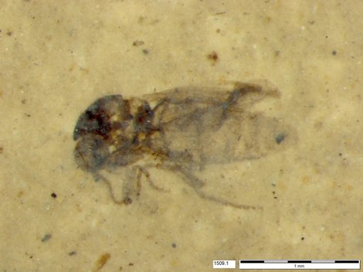 Diptera
