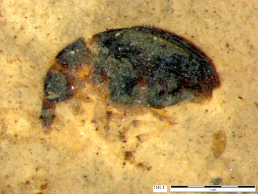 Genus sp