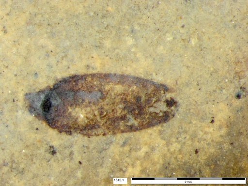 Tracheophyta