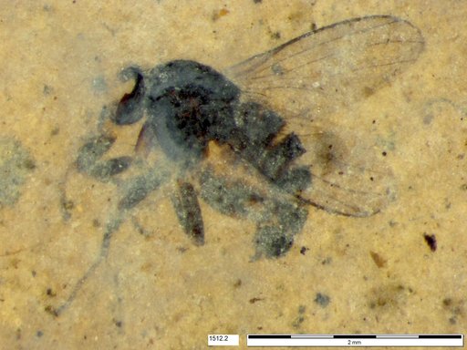 Diptera