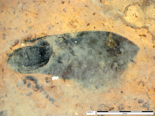 Tracheophyta