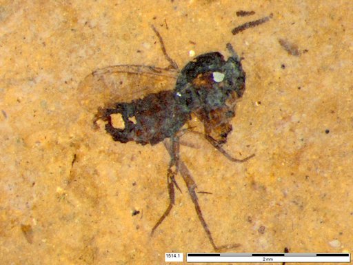 Mycetophilidae
