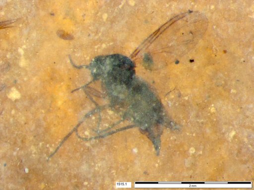 Mycetophilidae