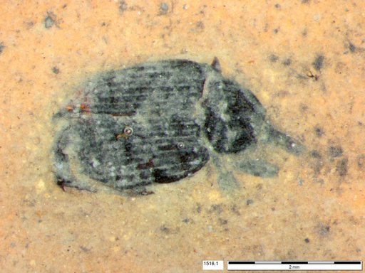 Genus sp